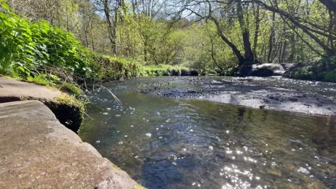Fast flowing stream sunshine woods Stock Footage 240855124