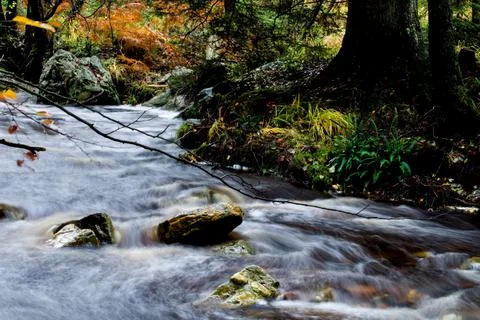 Fast-flowing stream through autumn woodland forest, long exposure Stock Photos