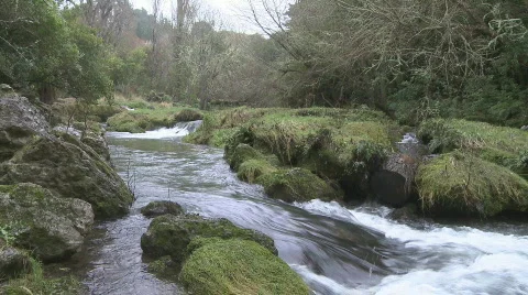 Fast flowing stream through forest Stock Footage 799989