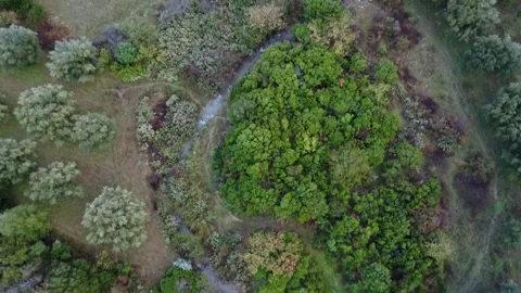 Fast flowing stream through green Mediterranean valley and vast olive groves Video stock 344096697