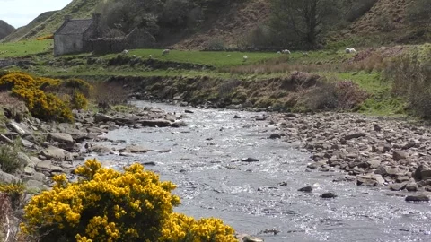 Fast flowing stream yellow gorse stone cottage Stock Footage 250653574