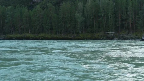 Fast flowing turquoise mountain river with green pine forest background. Stock Footage 315902696