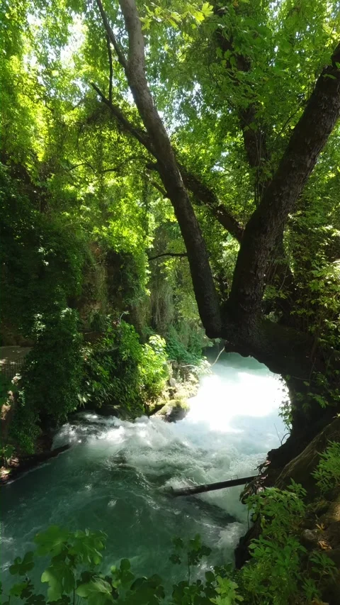 Fast Flowing Turquoise River Through Lush Green Forest Vertical Stock Footage 337724617