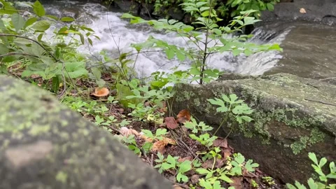 Fast Flowing Water Stream Видео 341573675