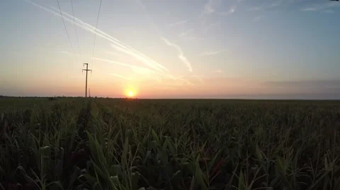 Fast fly over corn field in the sunset in the low altitude Stock Footage 67818244