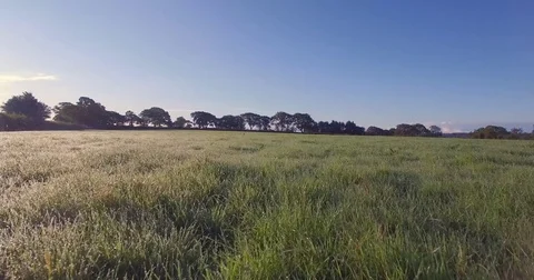Fast fly over grassy field at Sun rise Stock Footage 82787272