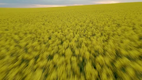 Fast Fly Over Rape Field and Sunset Horizon Reveal Vidéo 289670098