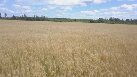 Fast fly over wheat harvest on windy sunny day Stock Footage 78739472