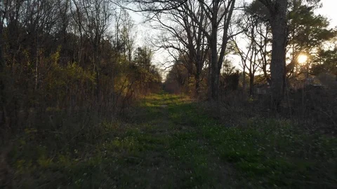 Fast Fly through forest trail offroad sunset flares beautiful 4K Stock Footage 86887035