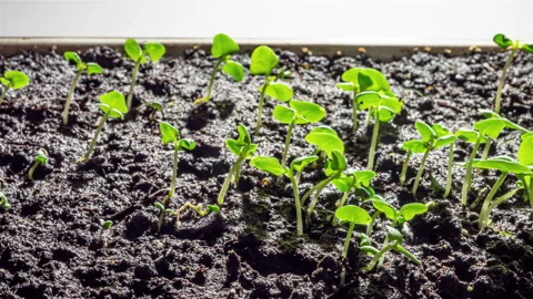 Fast flying clouds in the night starry sky above the red lighthouse Stock Footage 169063596