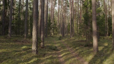 Fast Flying Fpv Drone View In Green Forest Video stock 240869871