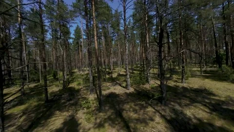 Fast Flying Fpv Drone View In Green Forest Stockbeeldmateriaal 243512167