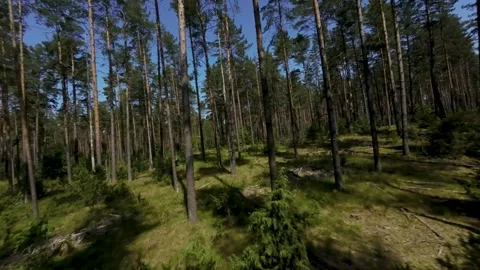Fast Flying Fpv Drone View In Green Forest Stockbeeldmateriaal 243512179
