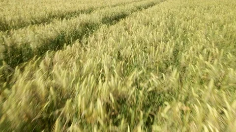 Fast flying low angle aerial shot of golden wheat field Stock Footage 198417048