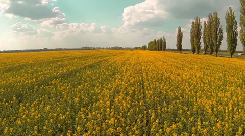 Fast flying low over the flowering yellow field. Aerial. 動画素材 37669437