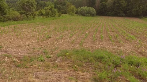 Fast flying over the field of corn Vídeo Stock 111196373