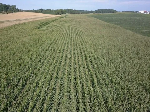 Fast flying over rows of corn Stock Footage 78156667