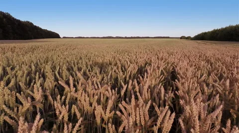 Fast Flying Over Wheat Field 動画素材 52321793