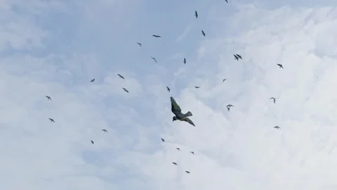 Fast Flying Swallow Flock with Close-Up Foreground Bird 스톡 동영상 342290923