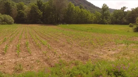 Fast flying through meadows and corn fields Video stock 112759530
