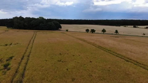 Fast flyover fields with trees in summer during day Stock Footage 135532707