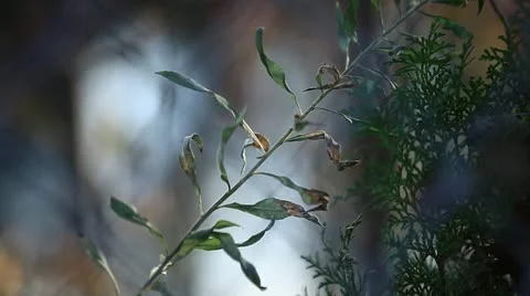 Fast Focus Pull on Chain Link Fence Stock Footage 20545467