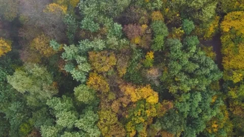 Fast fog flowing over autumn forest Stock Footage