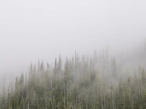 Fast Fog Over Trees 스톡 동영상 79575027