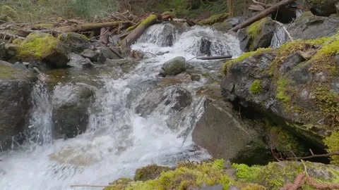Fast forest mountain creek with moss covered rocks 스톡 동영상 239292154