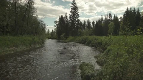 A fast forest river flowing through meadow in sunny summer day Stock Footage 159981141