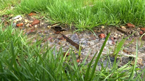 A fast forest stream in spring. 스톡 동영상 313444017