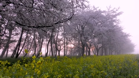 Fast forward of cherry blossoms and rape field in the morning glow Stock Footage 145399614