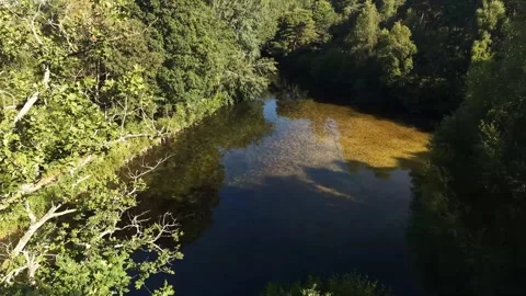 Fast Forward Drone Flight Over Clear River Through Dense Green Woodland Stock Footage 341796612