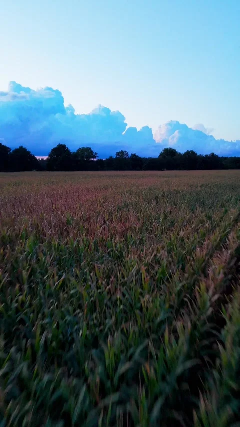 Fast forward drone flight over corn at dusk Stock-Footage 343900655