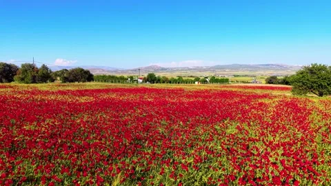 Fast Forward Motion Over Poppy Flowers Close Up, 4K 60fps Video stock 336855108