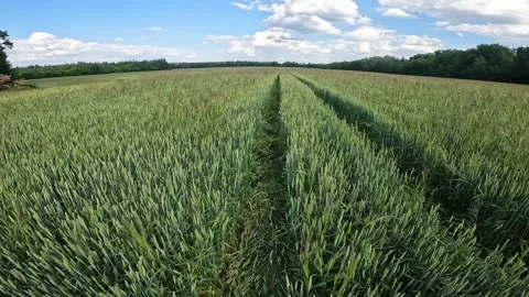 Fast forward through green wheat field Stock Footage 337373752