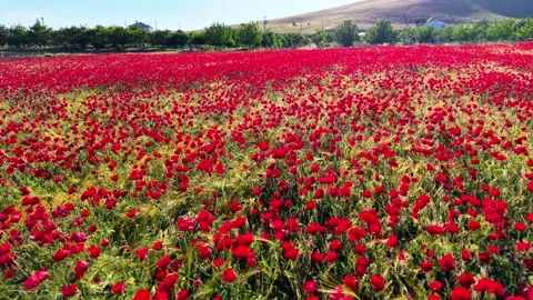 Fast Forward Tracking Shot Over Close-Up Poppy Flowers, 4K 60fps Stock Footage 336856097