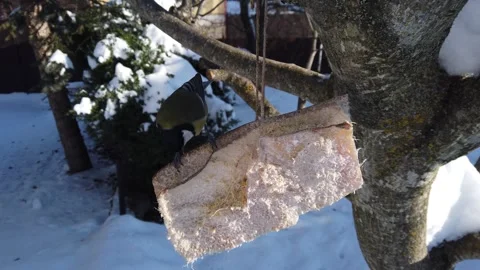 Fast forward view of Great chickadee feeding on pork fatback in winter garden Stock Footage 329670874
