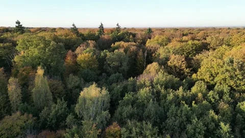 Fast forwards moving over forest aerial autumn light sunset evening Stock Footage 232703976