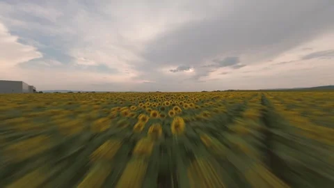 Fast FPV drone flight above blooming sunflower field in Bulgaria. Video stock 340023832
