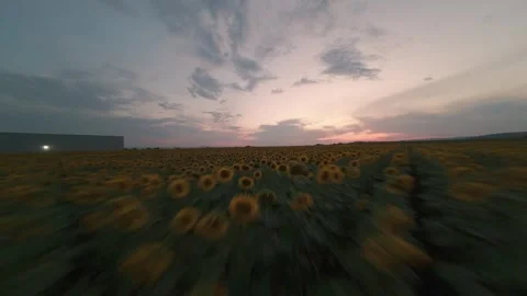 Fast FPV drone flight between sunflower rows at sunset near Sofia, Bulgaria. Stock Footage 340079156
