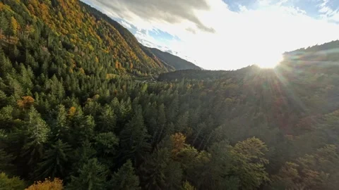 Fast FPV Drone Flight Through Dense Autumn Woods and Orange Leaves Stock Footage 321149580