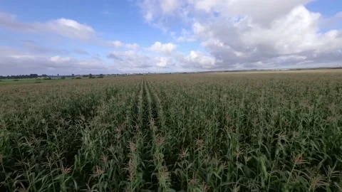 Fast FPV flight over corn field under cloudy sky Stock Footage 204808010