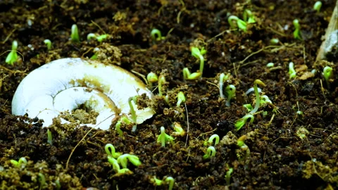 Fast germination of seeds from the soil close-up Stock Footage 156814110