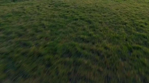 Fast Grass 動画素材 102054800