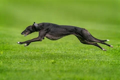 Fast greyhound Foto stock