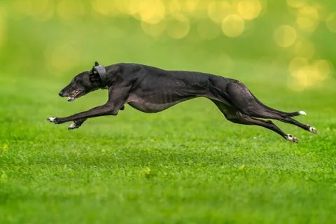Fast greyhound Stock Photos