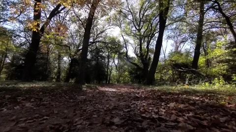 Fast ground-level jog in sunshine on leaf-covered park trail through the woods Vídeo Stock 271012107