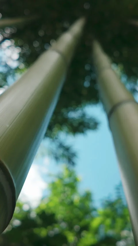 Fast-Growing Bamboo Concept, Bottom View Stock Footage 314714936