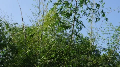 Fast growing bamboo plants Stock Footage 291509608